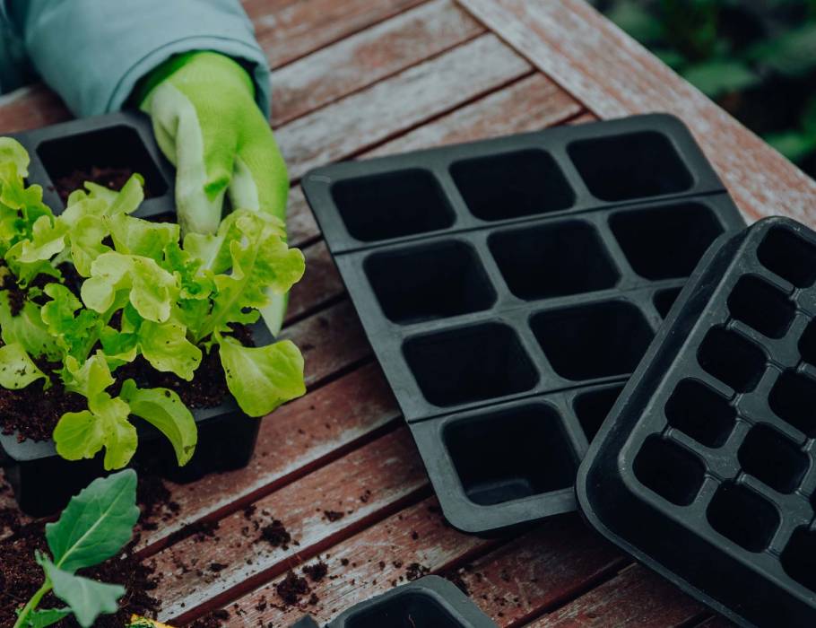 Fairzone - Kiembak van Natuurrubber - 30 vakjes